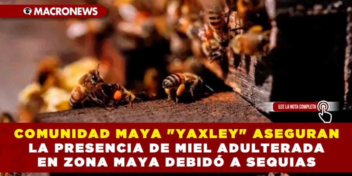 COMUNIDAD MAYA «YAXLEY» ASEGURAN LA PRESENCIA DE MIEL ADULTERADA EN ZONA MAYA DEBIDO A SEQUIAS
