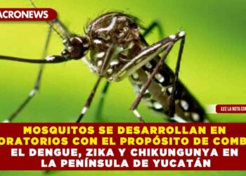 MOSQUITOS SE DESARROLLAN EN LABORATORIOS CON EL PROPÓSITO DE COMBATIR EL DENGUE, ZIKA Y CHIKUNGUNYA EN LA PENÍNSULA DE YUCATÁN