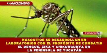 MOSQUITOS SE DESARROLLAN EN LABORATORIOS CON EL PROPÓSITO DE COMBATIR EL DENGUE, ZIKA Y CHIKUNGUNYA EN LA PENÍNSULA DE YUCATÁN