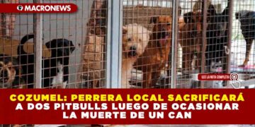 COZUMEL: PERRERA LOCAL SACRIFICARÁ A DOS PITBULLS LUEGO DE OCASIONAR LA MUERTA DE UN CAN