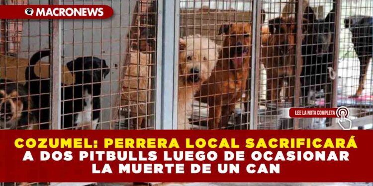 COZUMEL: PERRERA LOCAL SACRIFICARÁ A DOS PITBULLS LUEGO DE OCASIONAR LA MUERTA DE UN CAN