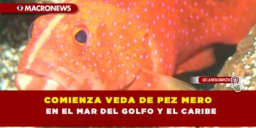 COMIENZA VEDA DE PEZ MERO EN EL MAR DEL GOLFO Y EL CARIBE