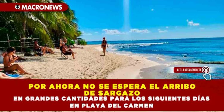 POR AHORA NO SE ESPERA EL ARRIBO DE SARGAZO EN GRANDES CANTIDADES PARA LOS SIGUIENTES DÍAS EN PLAYA DEL CARMEN