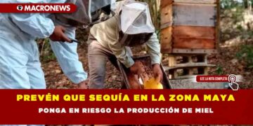 PREVÉN QUE SEQUÍA EN LA ZONA MAYA PONGA EN RIESGO LA PRODUCCIÓN DE MIEL