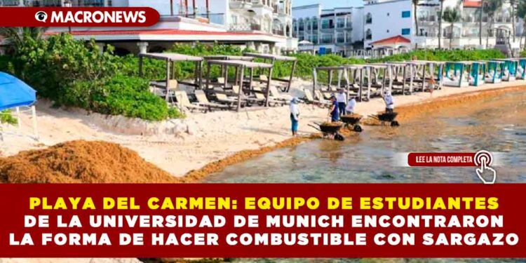 PLAYA DEL CARMEN: EQUIPO DE ESTUDIANTES DE LA UNIVERSIDAD DE MUNICH ENCONTRARON LA FORMA DE HACER COMBUSTIBLE CON SARGAZO
