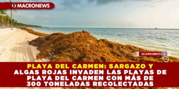 PLAYA DEL CARMEN: SARGAZO Y ALGAS ROJAS INVADEN LAS PLAYAS DE PLAYA DEL CARMEN CON MÁS DE 300 TONELADAS RECOLECTADAS
