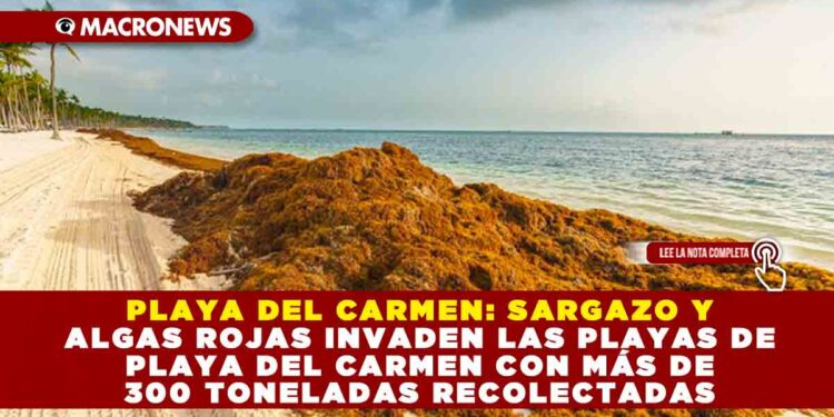 PLAYA DEL CARMEN: SARGAZO Y ALGAS ROJAS INVADEN LAS PLAYAS DE PLAYA DEL CARMEN CON MÁS DE 300 TONELADAS RECOLECTADAS