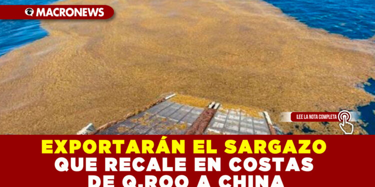 EXPORTARÁN EL SARGAZO QUE RECALE EN COSTAS DE Q. ROO A CHINA