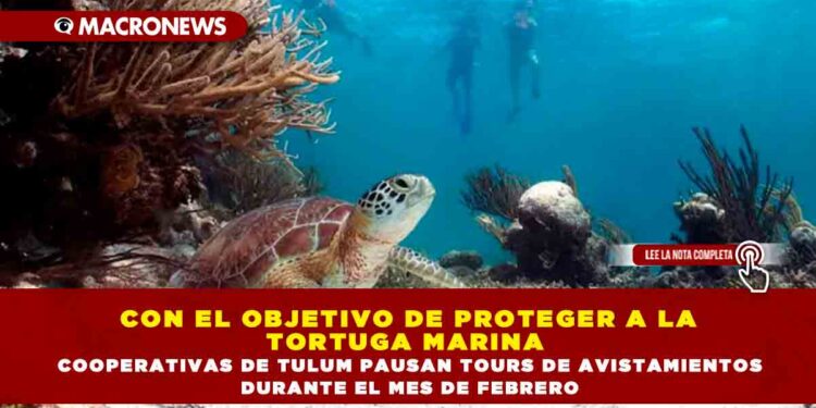 CON EL OBJETIVO DE PROTEGER A LA TORTUGA MARINA COOPERATIVAS DE TULUM PAUSAN TOURS DE AVISTAMIENTOS DURANTE EL MES DE FEBRERO