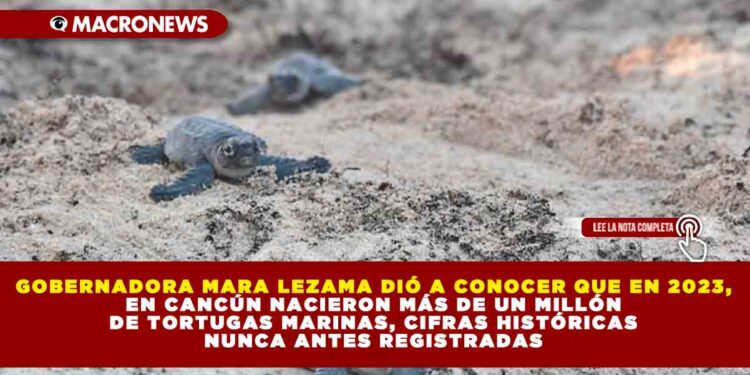GOBERNADORA MARA LEZAMA DIÓ A CONOCER QUE EN 2023, EN CANCÚN NACIERON MÁS DE UN MILLÓN DE TORTUGAS MARINAS, CIFRAS HISTÓRICAS NUNCA ANTES REGISTRADAS