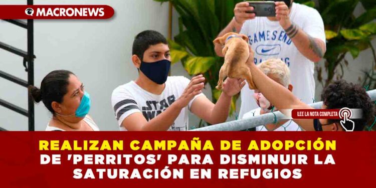 REALIZAN CAMPAÑA DE ADOPCIÓN DE ‘PERRITOS’ PARA DISMINUIR LA SATURACIÓN EN REFUGIOS