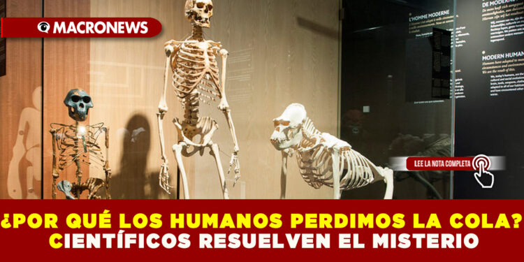 ¿POR QUÉ LOS HUMANOS PERDIMOS LA COLA? CIENTÍFICOS RESUELVEN EL MISTERIO
