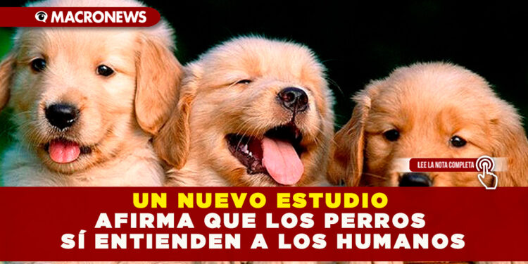 UN NUEVO ESTUDIO AFIRMA QUE LOS PERROS SÍ ENTIENDEN A LOS HUMANOS