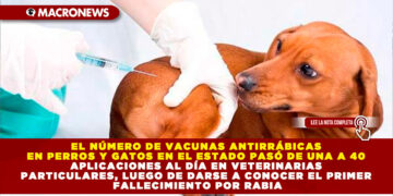 EL NÚMERO DE VACUNAS ANTIRRÁBICAS EN PERROS Y GATOS EN EL ESTADO PASÓ DE UNA A 40 APLICACIONES AL DÍA EN VETERINARIAS PARTICULARES, LUEGO DE DARSE A CONOCER EL PRIMER FALLECIMIENTO POR RABIA