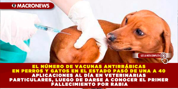 EL NÚMERO DE VACUNAS ANTIRRÁBICAS EN PERROS Y GATOS EN EL ESTADO PASÓ DE UNA A 40 APLICACIONES AL DÍA EN VETERINARIAS PARTICULARES, LUEGO DE DARSE A CONOCER EL PRIMER FALLECIMIENTO POR RABIA