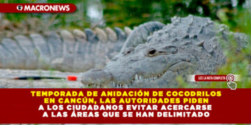 TEMPORADA DE ANIDACIÓN DE COCODRILOS EN CANCÚN, LAS AUTORIDADES PIDEN A LOS CIUDADANOS EVITAR ACERCARSE A LAS ÁREAS QUE SE HAN DELIMITADO