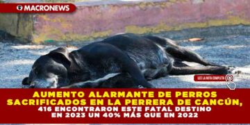 AUMENTO ALARMANTE DE PERROS SACRIFICADOS EN LA PERRERA DE CANCÚN, 416 ENCONTRARON ESTE FATAL DESTINO EN 2023 UN 40% MÁS QUE EN 2022
