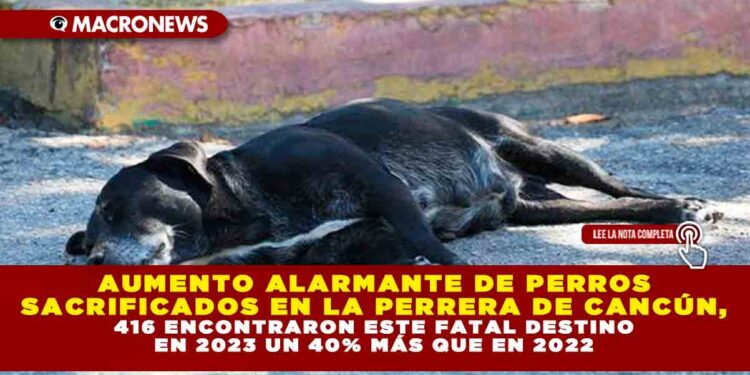 AUMENTO ALARMANTE DE PERROS SACRIFICADOS EN LA PERRERA DE CANCÚN, 416 ENCONTRARON ESTE FATAL DESTINO EN 2023 UN 40% MÁS QUE EN 2022
