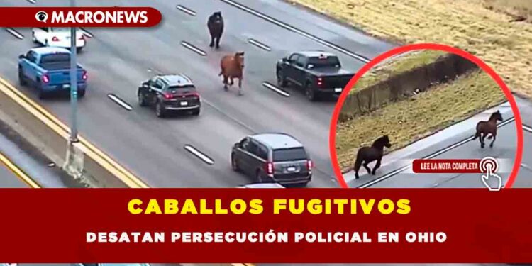CABALLOS FUGITIVOS DESATAN PERSECUCIÓN POLICIAL EN OHIO