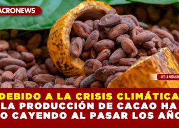 DEBIDO A LA CRISIS CLIMÁTICA LA PRODUCCIÓN DE CACAO HA IDO CAYENDO AL PASAR LOS AÑOS