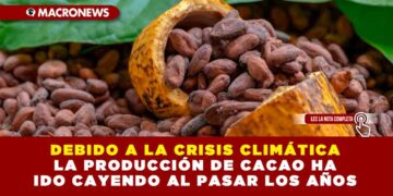 DEBIDO A LA CRISIS CLIMÁTICA LA PRODUCCIÓN DE CACAO HA IDO CAYENDO AL PASAR LOS AÑOS