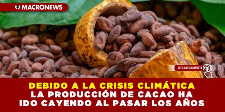 DEBIDO A LA CRISIS CLIMÁTICA LA PRODUCCIÓN DE CACAO HA IDO CAYENDO AL PASAR LOS AÑOS