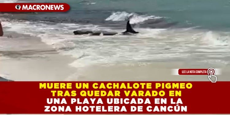MUERE UN CACHALOTE PIGMEO TRAS QUEDAR VARADO EN UNA PLAYA UBICADA EN LA ZONA HOTELERA DE CANCÚN