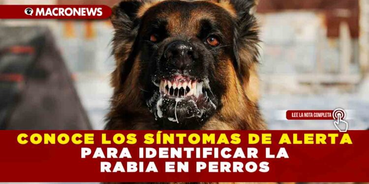 CONOCE LOS SÍNTOMAS DE ALERTA PARA IDENTIFICAR LA RABIA EN PERROS