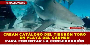 CREAN CATÁLOGO DEL TIBURÓN TORO EN PLAYA DEL CARMEN PARA FOMENTAR LA CONSERVACIÓN