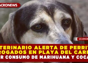 VETERINARIO ALERTA DE PERRITOS DROGADOS EN PLAYA DEL CARMEN POR CONSUMO DE MARIHUANA Y COCAÍNA