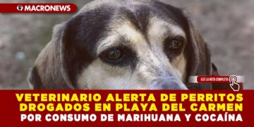 VETERINARIO ALERTA DE PERRITOS DROGADOS EN PLAYA DEL CARMEN POR CONSUMO DE MARIHUANA Y COCAÍNA
