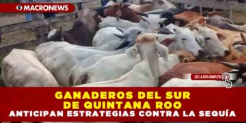 GANADEROS DEL SUR DE QUINTANA ROO ANTICIPAN ESTRATEGIAS CONTRA LA SEQUÍA