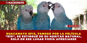 GUACAMAYO SPIX, FAMOSO POR LA PELÍCULA «RÍO», SE ESTINGUÉ DE SU HÁBITAD NATURAL, SOLO EN ESE LUGAR PODÍA APRECIARSE