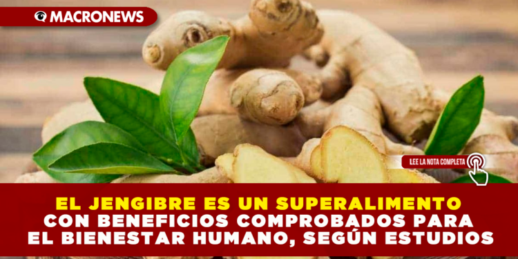 EL JENGIBRE ES UN SUPERALIMENTO CON BENEFICIOS COMPROBADOS PARA EL BIENESTAR HUMANO, SEGÚN ESTUDIOS