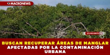 BUSCAN RECUPERAR ÁREAS DE MANGLAR AFECTADAS POR LA CONTAMINACIÓN URBANA