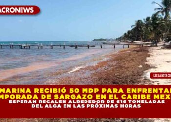 MARINA RECIBIÓ 50 MDP PARA ENFRENTAR LA TEMPORADA DE SARGAZO EN EL CARIBE MEXICANO; ESPERAN RECALEN ALREDEDOR DE 616 TONELADAS DEL ALGA EN LAS PRÓXIMAS HORAS