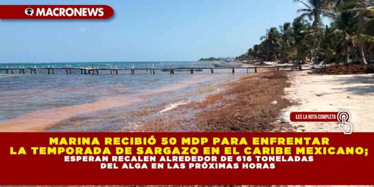 MARINA RECIBIÓ 50 MDP PARA ENFRENTAR LA TEMPORADA DE SARGAZO EN EL CARIBE MEXICANO; ESPERAN RECALEN ALREDEDOR DE 616 TONELADAS DEL ALGA EN LAS PRÓXIMAS HORAS
