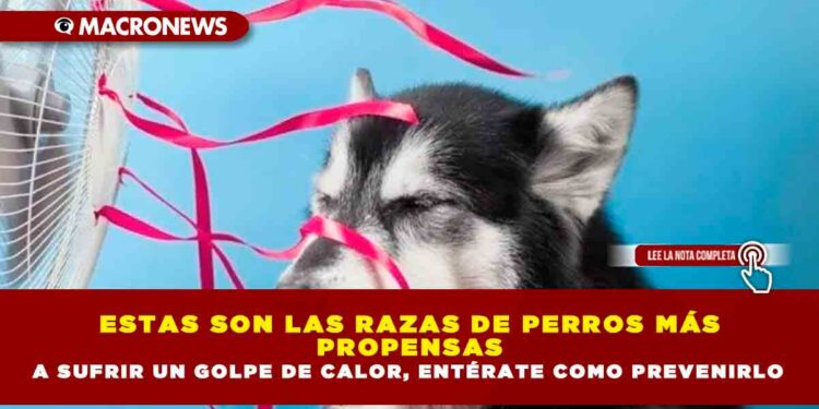 ESTAS SON LAS RAZAS DE PERROS MÁS PROPENSAS A SUFRIR UN GOLPE DE CALOR, ENTÉRATE COMO PREVENIRLO