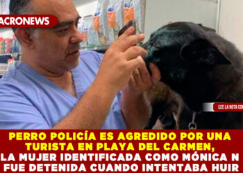 PERRO POLICÍA ES AGREDIDO POR UNA TURISTA EN PLAYA DEL CARMEN, LA MUJER IDENTIFICADA COMO MÓNICA N FUE DETENIDA CUANDO INTENTABA HUIR