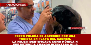 PERRO POLICÍA ES AGREDIDO POR UNA TURISTA EN PLAYA DEL CARMEN, LA MUJER IDENTIFICADA COMO MÓNICA N FUE DETENIDA CUANDO INTENTABA HUIR