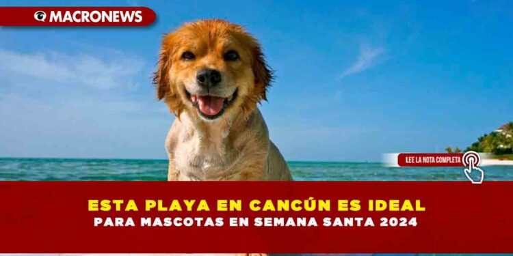 ESTA PLAYA EN CANCÚN ES IDEAL PARA MASCOTAS EN SEMANA SANTA 2024