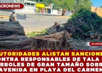 AUTORIDADES ALISTAN SANCIONES CONTRA RESPONSABLES POR TALA DE ÁRBOLES DE GRAN TAMAÑO SOBRE AVENIDA EN PLAYA DEL CARMEN