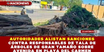AUTORIDADES ALISTAN SANCIONES CONTRA RESPONSABLES POR TALA DE ÁRBOLES DE GRAN TAMAÑO SOBRE AVENIDA EN PLAYA DEL CARMEN