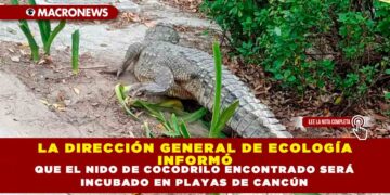LA DIRECCIÓN GENERAL DE ECOLOGÍA INFORMÓ QUE EL NIDO DE COCODRILO ENCONTRADO SERA INCUBADO EN PLAYAS DE CANCÚN