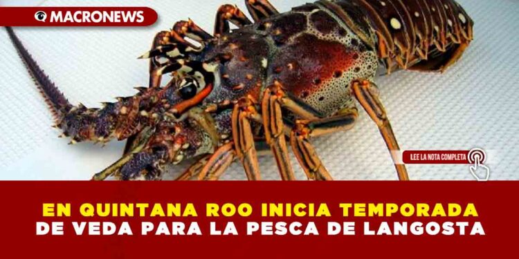 EN QUINTANA ROO INICIA TEMPORADA DE VEDA PARA LA PESCA DE LANGOSTA