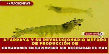 ATARRAYA Y SU REVOLUCIONARIO MÉTODO DE PRODUCCIÓN DE CAMARONES EN SHRIMPBOX SIN NECESIDAD DE MAR