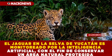 EL JAGUAR EN LA SELVA DE YUCATÁN ES MONITOREADO POR LA INTELIGENCIA ARTIFICIAL, CON EL FIN DE CONSERVAR UN ÁREA NATURAL PROTEGIDA