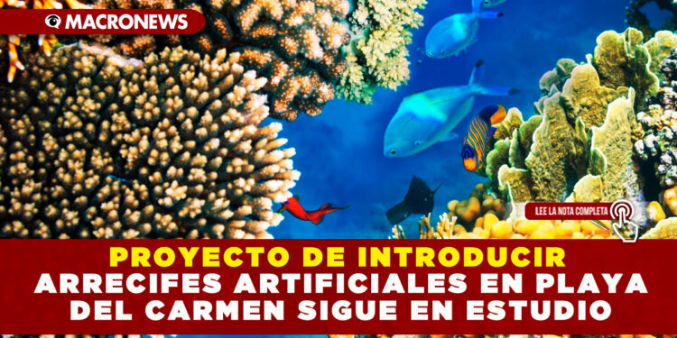 PROYECTO DE INTRODUCIR ARRECIFES ARTIFICIALES EN PLAYA DEL CARMEN SIGUE EN ESTUDIO