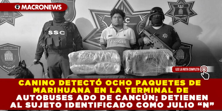 CANINO DETECTÓ OCHO PAQUETES DE MARIHUANA EN LA TERMINAL DE AUTOBUSES ADO DE CANCÚN; DETIENEN AL SUJETO IDENTIFICADO COMO JULIO “N”