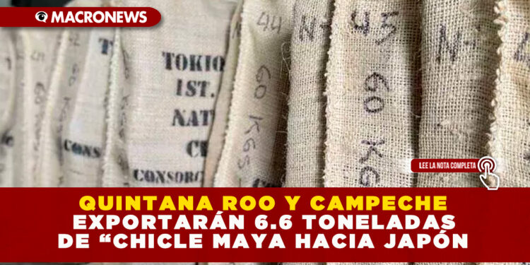 QUINTANA ROO Y CAMPECHE EXPORTARÁN 6.6 TONELADAS DE “CHICLE MAYA HACIA JAPÓN